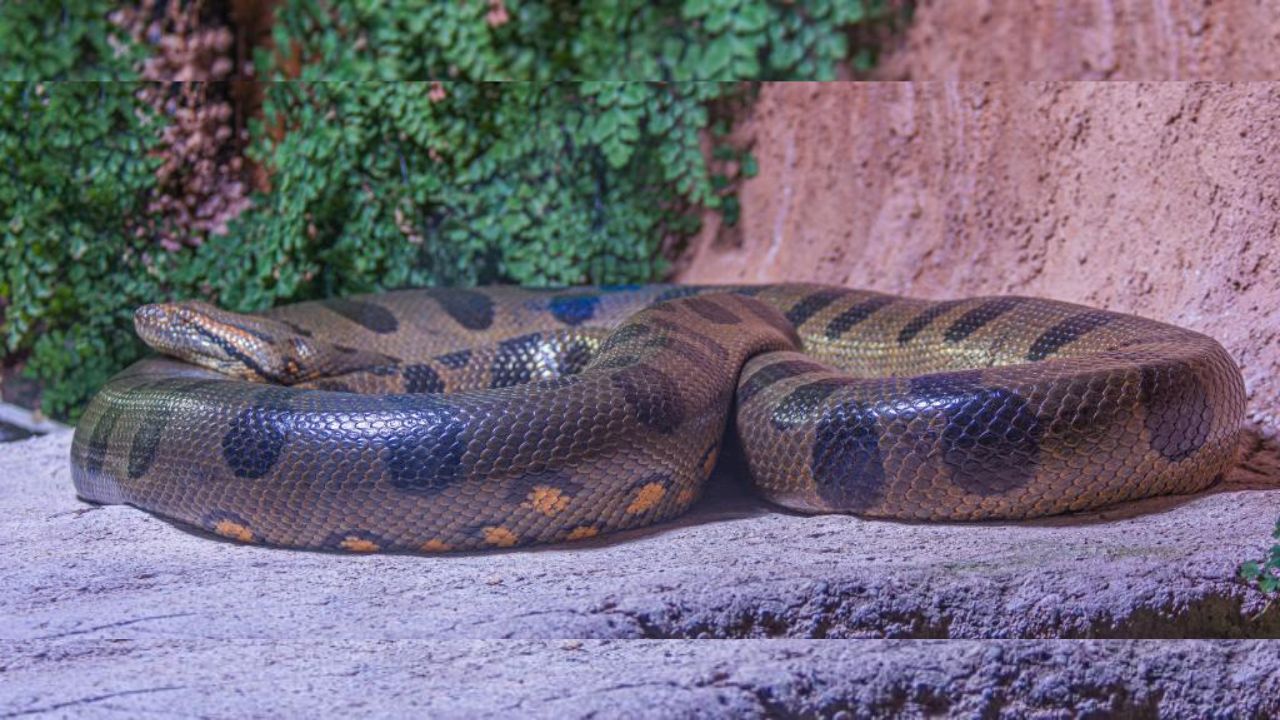 World's Largest Snake Green Anaconda